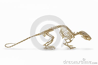 Handbook on zoology. Skeleton of rat on white background. Stock Photo