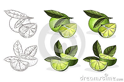 Handdrawn color lime illustration. For natural or organic fruit products and health care goods. Vector Illustration