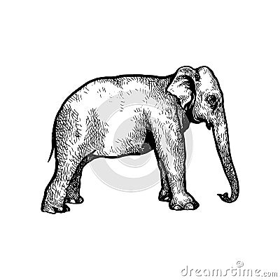 Handdrawn elephant illustration, elephant drawing, africa animal, wild animal, trunk Vector Illustration