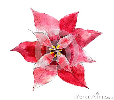 Handdrawn vintage Poinsettia flower, watercolor illustration isolated on white. Cartoon Illustration