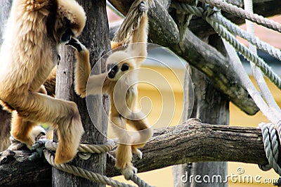 Handed gibbon baby Stock Photo