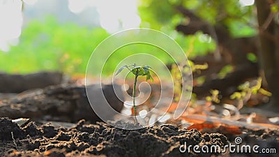 Handen van vrouw die de zaden op aardegrond planten en water gegeven met aard omringend geluid stock footage Handen van vrouw die de zaden op aardegrond planten en water gegeven met aard omringend geluid stock footage