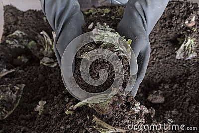 Handful of arable soil in hands of responsible farmer Stock Photo