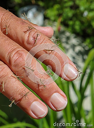 Handful of Baby Praying Mantis Insects on Fingertips Stock Photo