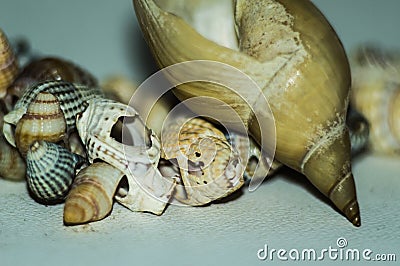 A handful of beautiful seashells gathered on the sandy beach Stock Photo