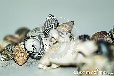 A handful of beautiful seashells gathered on the sandy beach Stock Photo