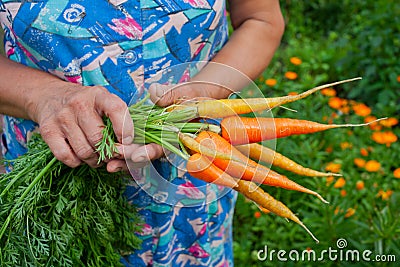 Handful of Carrots Stock Photo