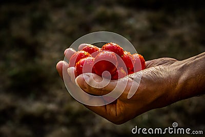 Handful of cherry tomatoes. Freshly picked cherry tomatoes. Harvest Stock Photo