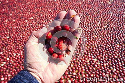 Handful of cranberries and leaves scooped from the cranberry field Stock Photo