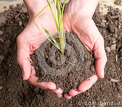 Handful of Dirt Stock Photo