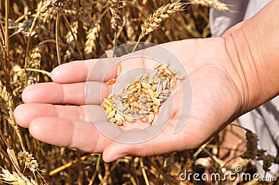 A handful of grains of wheat on hand Stock Photo