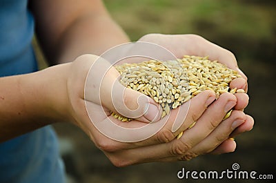 A handful of grains Stock Photo