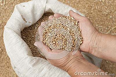 Handful of grains of wheat. Stock Photo