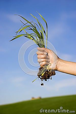 Handful of grass Stock Photo