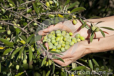 Handful of green olives by tree Stock Photo