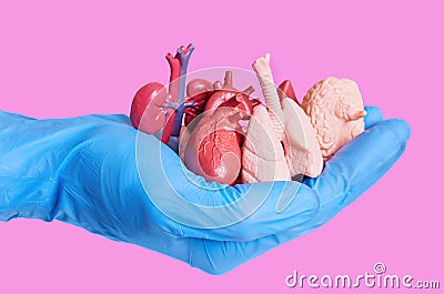 Handful of Miniature Anatomical Models of Human Organs Stock Photo