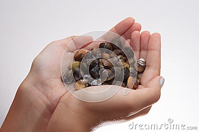 A handful of mussels on white background Stock Photo