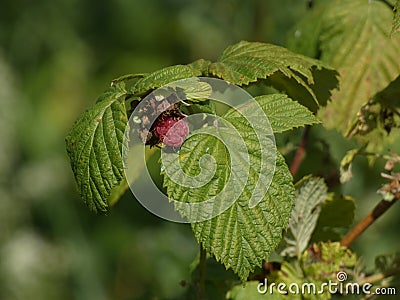 Handful of perfect ripe whitecurrants ribes rubrum in the sunlight. Taste of summer Stock Photo