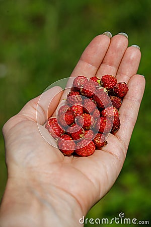 Handful of perfect and ripe wild strawberries Fragaria vesca in the forest on palm of woman& x27;s hand. Taste of summer Stock Photo