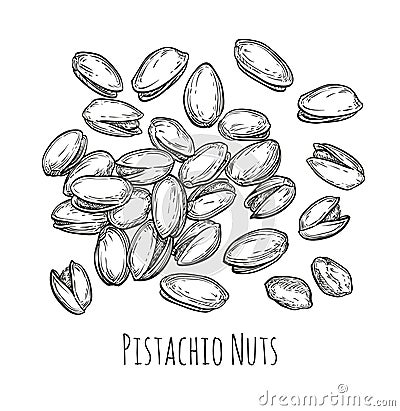 Handful of pistachio nuts. Vector Illustration