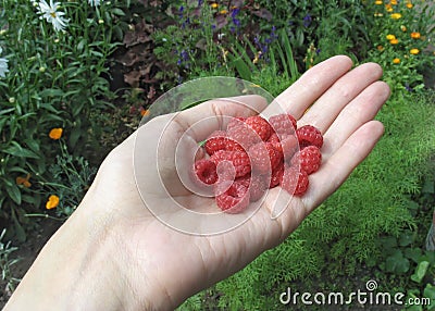 Handful of raspberry in woman's hand Stock Photo