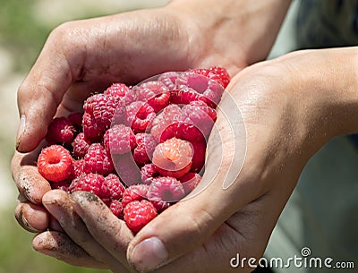 A handful of red ripe raspberries in the hands Stock Photo