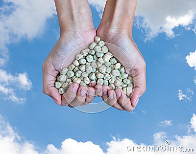 Handful of rich sugar pea seeds ( heart shape ) Stock Photo