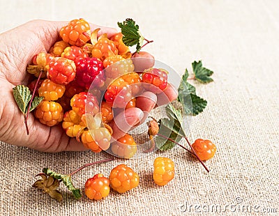A handful of ripe cloudberries in your hand on a background of burlap. Close up Stock Photo
