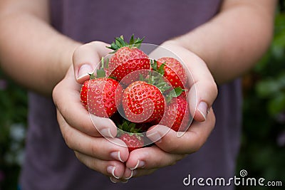 Handful Of Ripe Summer Strawberries Stock Photo