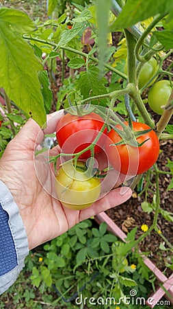 Handful of tomatoes Stock Photo