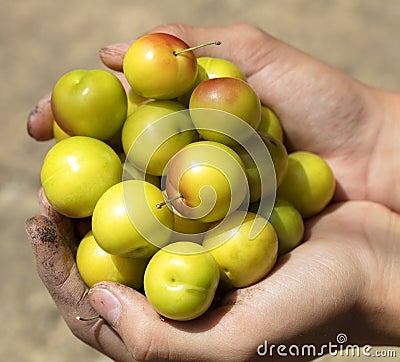 A handful of yellow ripe plums in the hands Stock Photo