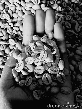 a handfull of coffee beans in my hand, whose bitterness taught me the meaning of life and shattered me a little in my daydreams Stock Photo
