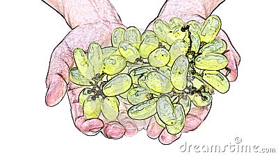 Handfuls of grapes isolated Stock Photo