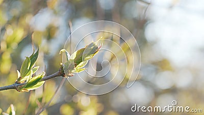 Handheld shot of birdcherry leaves and buds in spring Stock Photo