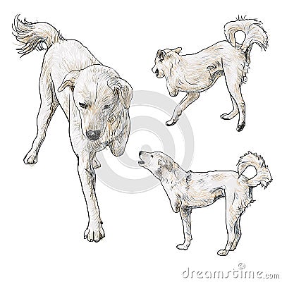 Handicapped dog Vector Illustration