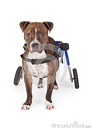 Handicapped Pit Bull Dog Standing In Wheelchair Stock Photo