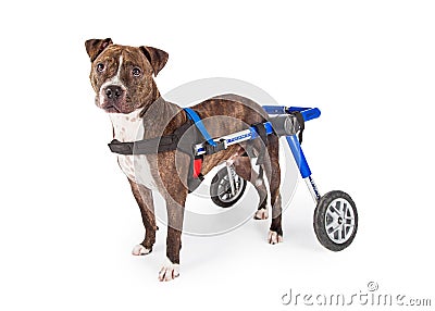 Handicapped Staffordshire Bull Terrier Dog In Wheelchair Stock Photo