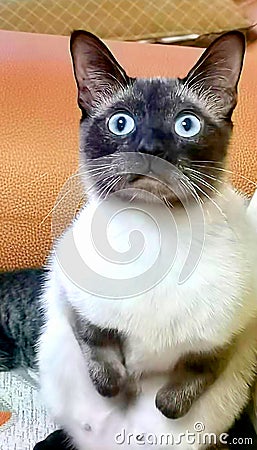 Handicapped tenacious Siamese cat Stock Photo