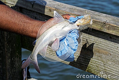 Handle With Care-Venomous Spines Stock Photo