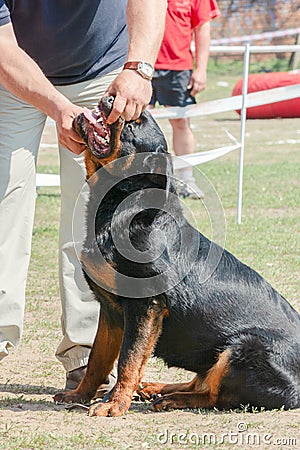 Handler shows teeth dog at dog show Stock Photo