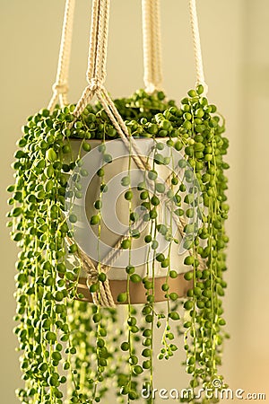 Handmade cotton macrame planter for indoor houseplant Senecio rowleyanus, close up. Love plants Stock Photo