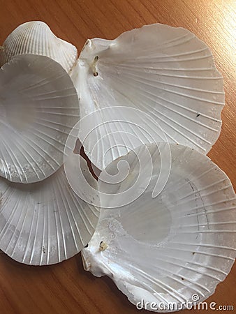 Mobile Seashells ,Mobile shells Stock Photo