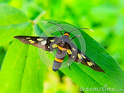 Handmaiden moth resting on green leaf Stock Photo