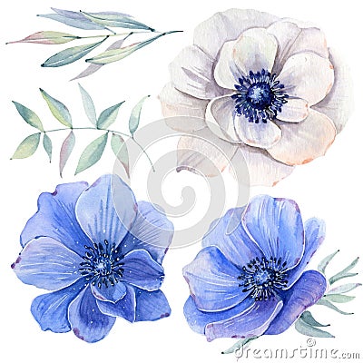 Handpainted watercolor anemone flowers set in vintage style. Cartoon Illustration