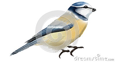Handpainted watercolor illustration birds isolated on white background Cartoon Illustration