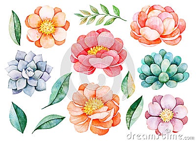 Handpainted watercolor peonies, flowers, succulents,branch and leaves. Stock Photo