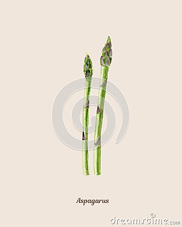 Handpainted watercolor poster with asparagus Stock Photo