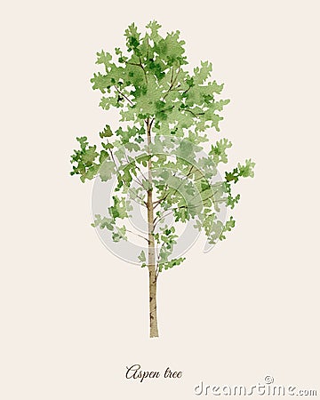 Handpainted watercolor poster with aspen tree Stock Photo
