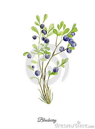 Handpainted watercolor poster with blueberry Stock Photo