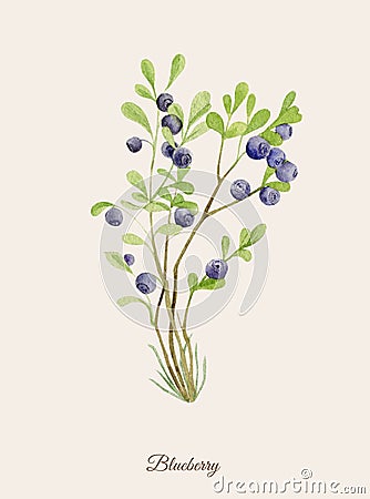 Handpainted watercolor poster with blueberry Stock Photo